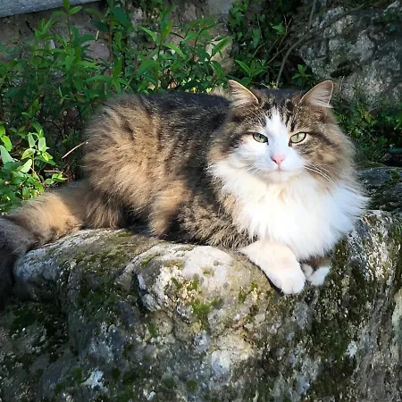 펜션 Matilde